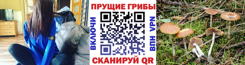блэк спрут ONION  купить   Приморск  Псилоцибиновые грибы Psilocybe 